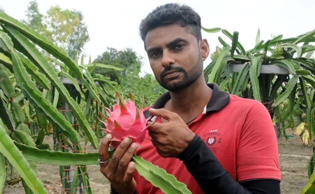 Karnal: Engineer turns farmer, earns good returns from dragon fruit farming