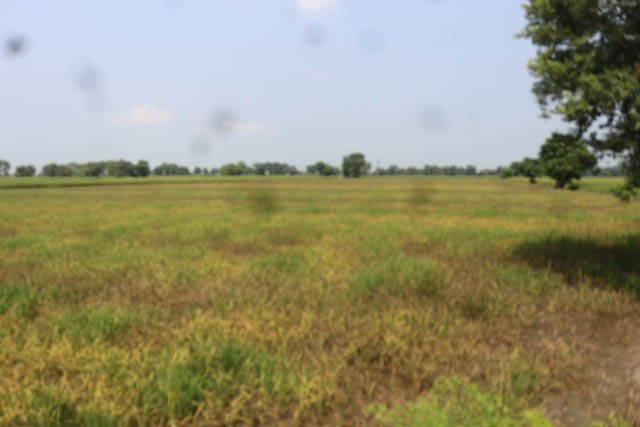 ‘Fake’ pesticide damages standing paddy crop on 12 acres in Bathinda village