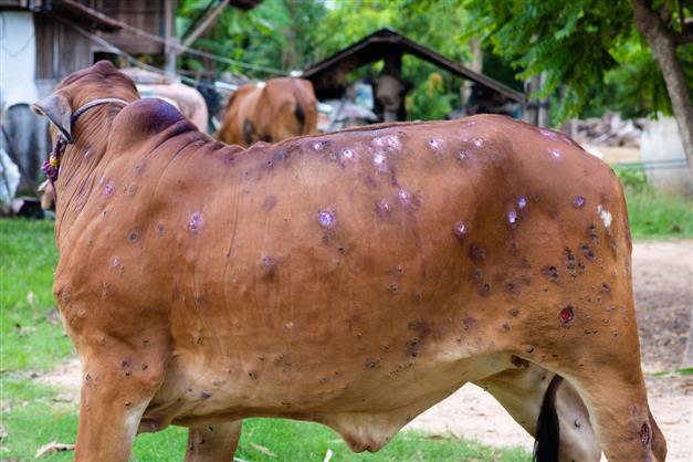 With 2,309 cattle dead and over 55,000 afflicted, Himachal government asks Centre to declare Lumpy Skin Disease epidemic