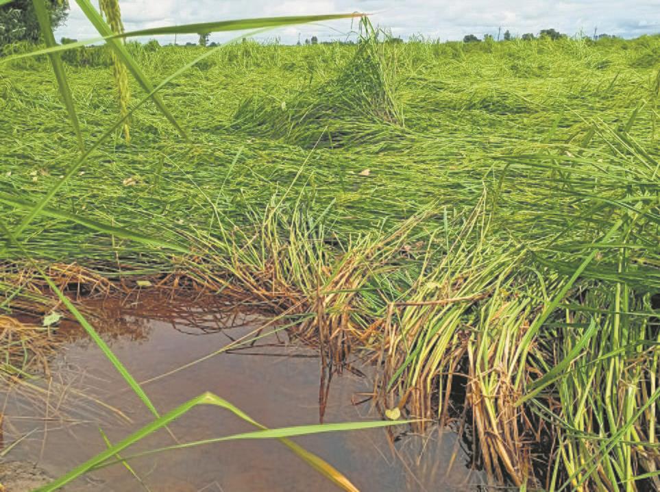 Crop flattened in Yamunanagar, growers worried
