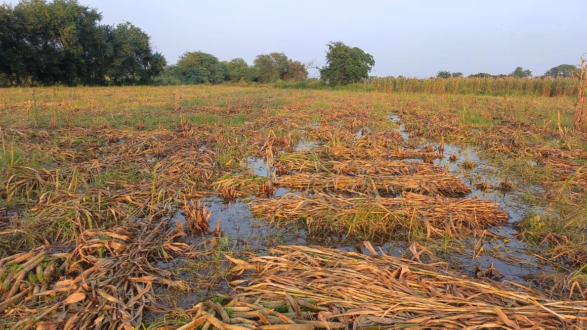 Over 54K growers claim crop loss relief in Haryana