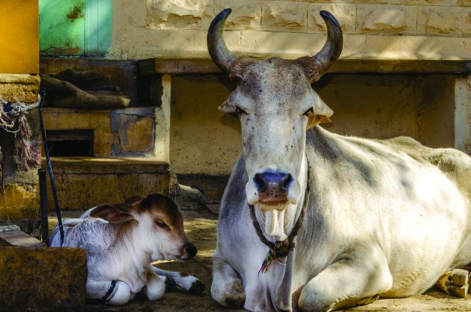 Amritsar: Use cow cess to set up shelters in every constituency: Animal lovers