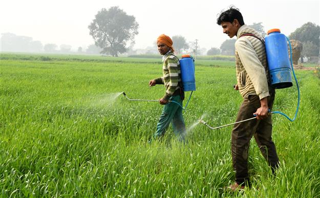 Rohtak: Experts warn farmers against overuse of pesticides for crops