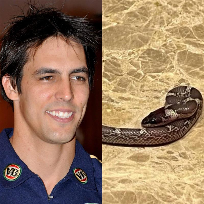 Snake enters ex-Australian cricketer Mitchell Johnson’s hotel room in Lucknow
