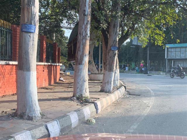 Concrete around trees in Ludhiana: XENs told to be present at hearing
