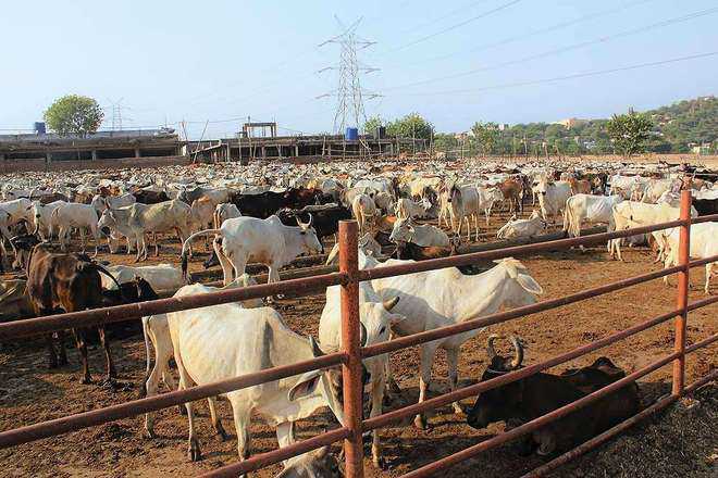 Phagwara: Order restricting cattle movement goes for toss