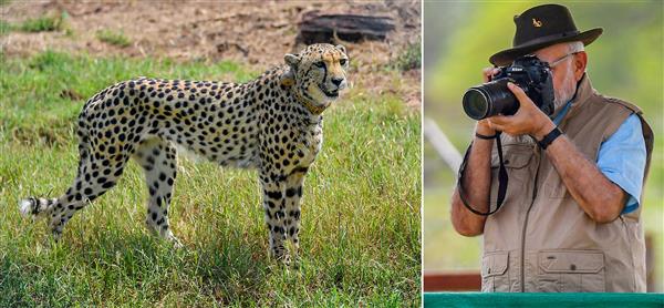 PM Modi welcomes cheetahs in India, says Project Cheetah is our endeavour towards environment and wildlife conservation