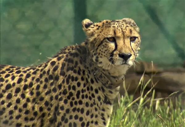 'Domesticated, maimed and hunted':  IFS officer shares cheetah-human relationship and cause of its extinction in 1952 through decades-old videos, pictures