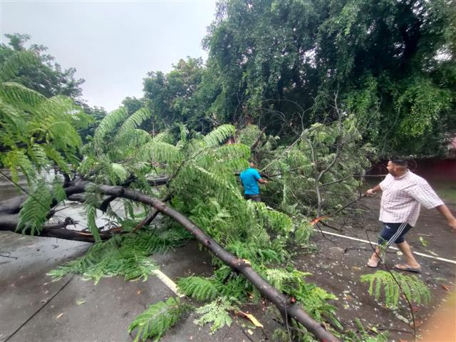 3 trees uprooted in Mohali's Phase-9, 10; traffic disrupted