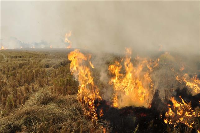 Sangrur: Short-term drives 'lack fire' to curb stubble-burning