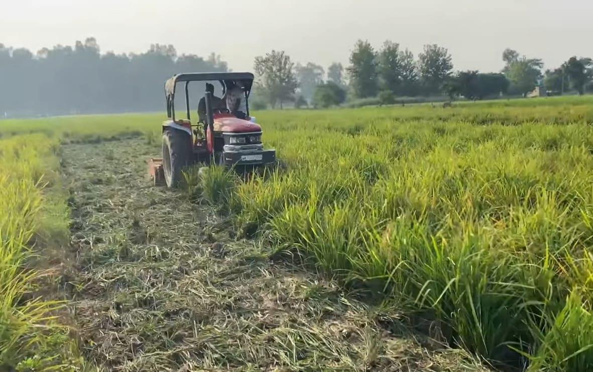 Farmers start destroying dwarf disease-hit paddy crop in Haryana's Yamunanagar