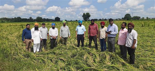 Monsoon mischief: Paddy on 4,000 acres damaged in Amritsar district