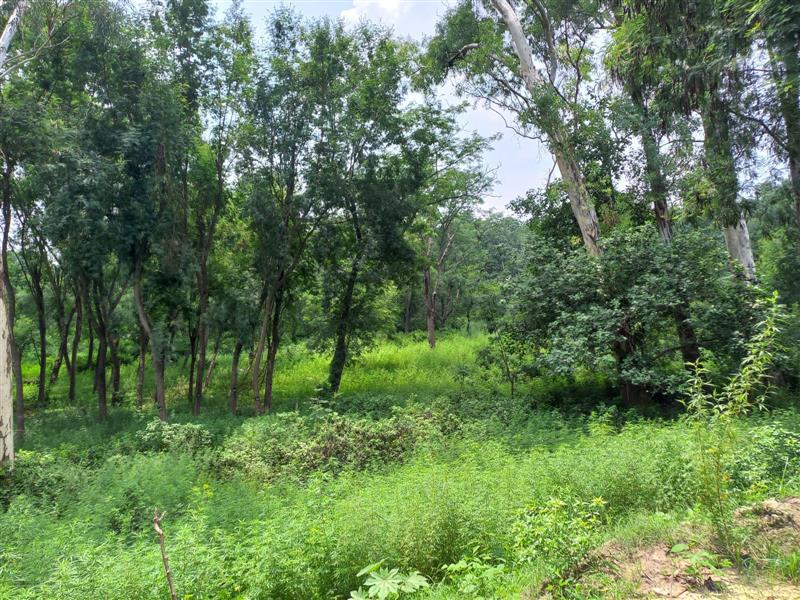 Now, PAC wants status of Mattewara forest upgraded