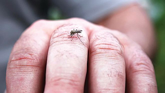 29 dengue cases in Gurugram, Health Dept ups surveillance