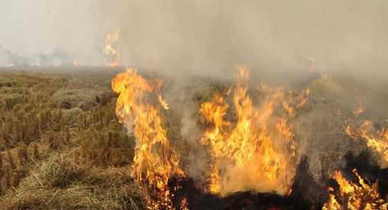 Amritsar: Government staff asked not to burn crop residue in fields