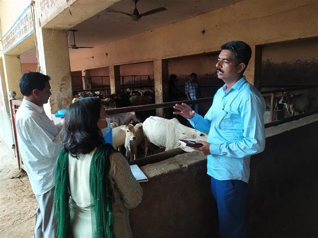 Dip in lumpy skin disease cases in Haryana, big relief for dairy farmers