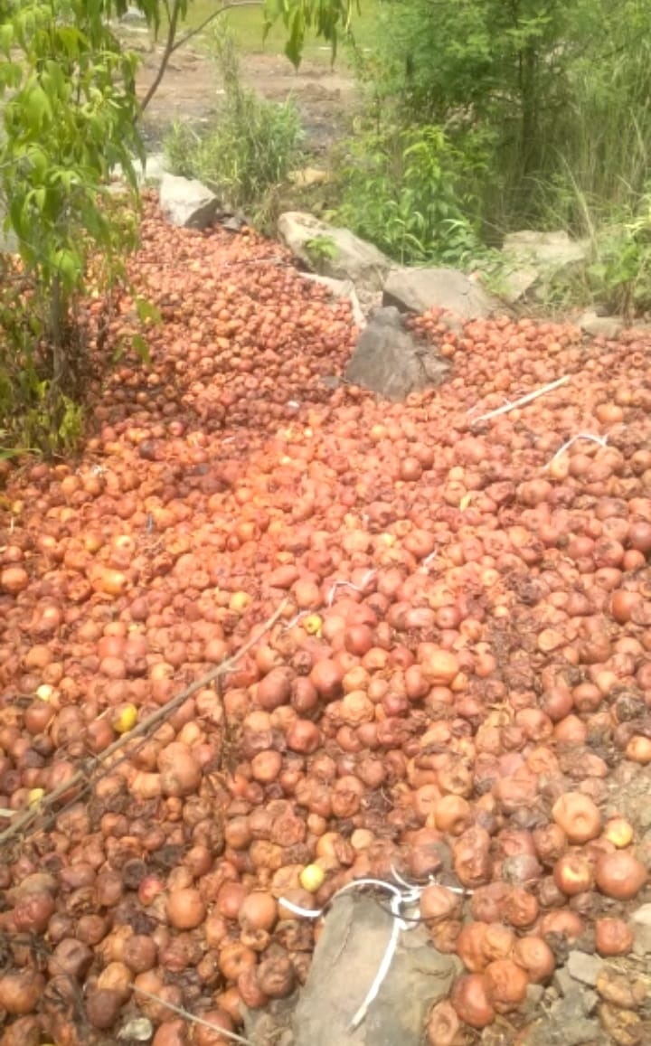 Rotten apple dumped along highway near Parwanoo, residents irked