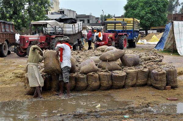 Rain spells trouble for farmers in Amritsar