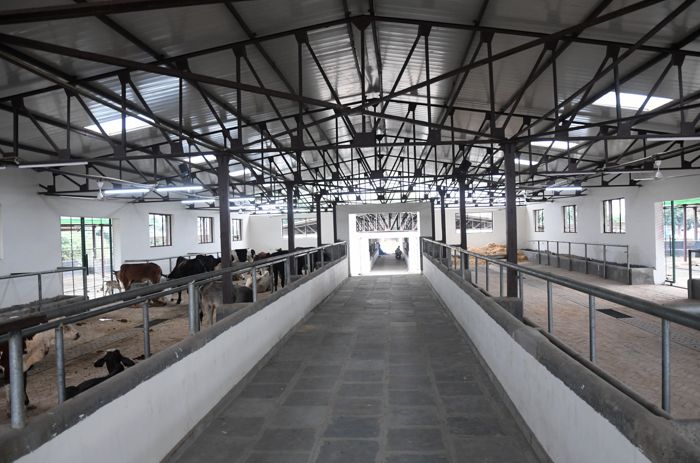 Chandigarh's modern cattle pound at Raipur Kalan to open in December