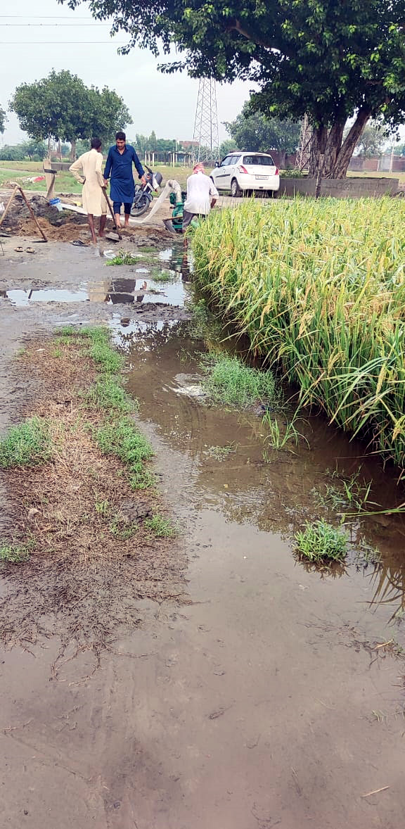 Incessant showers pour misery on Ludhiana paddy growers