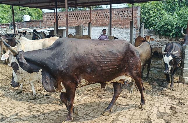 Lumpy skin disease: Pickers charge up to Rs 10K per carcass, gaushalas turn graveyard