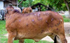 Lumpy Skin Disease: 17L cattle vaccinated