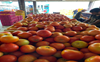 Tomato price picks up after steep fall