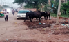 Free Faridabad roads of stray cattle