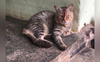 Missing cat reunites with family in Kerala after 2 years