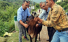 Cattle afflicted with lumpy skin disease, Kangra dairy farmers suffer huge losses