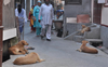 Stray dogs make life miserable in Amritsar city