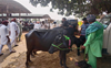 No admn nod, yet cattle market in Maur reopens