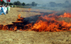 Sangrur: No machines,  farmers to burn paddy stubble