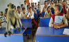 This Jharkhand school has a ‘Langur’ attending classes with students; watch video