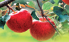 Adani procurement rates for apple fall