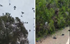 Watch: Scores of nestlings fall to death, numerous nests destroyed after tree in Kerala gets razed, netizens go berserk