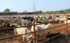 Order restricting cattle movement goes for toss