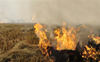 Short-term drives ‘lack fire’ to curb stubble-burning