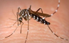 Dengue stings 15 more in Patiala, case count 57