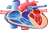 Covid increases risk of heart attack: Doc