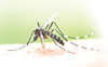 Dengue cases on rise in Parwanoo, Baddi