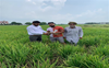 Punjab to survey dwarf disease-hit paddy