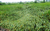 Heavy rain damages paddy crop in Karnal