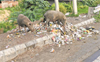 Nawanshahr colony declared African swine fever-hit zone