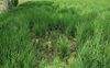 Dwarf disease: Doaba farmers report stunted paddy growth, fear low produce