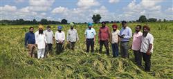 Monsoon mischief: Paddy on 4,000 acres damaged