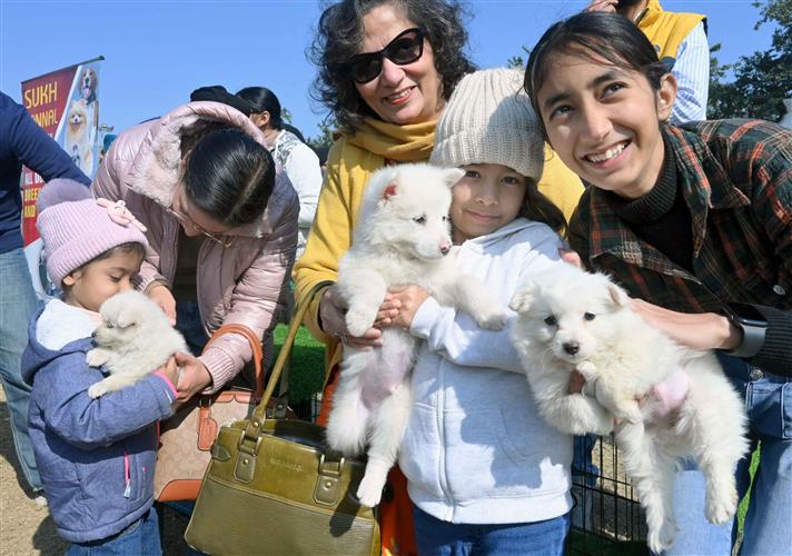 At annual dog show, illegal sale of puppies goes unchecked