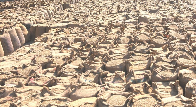 Over 2.5K quintals of paddy 'missing' at 35 rice mills in Kaithal district