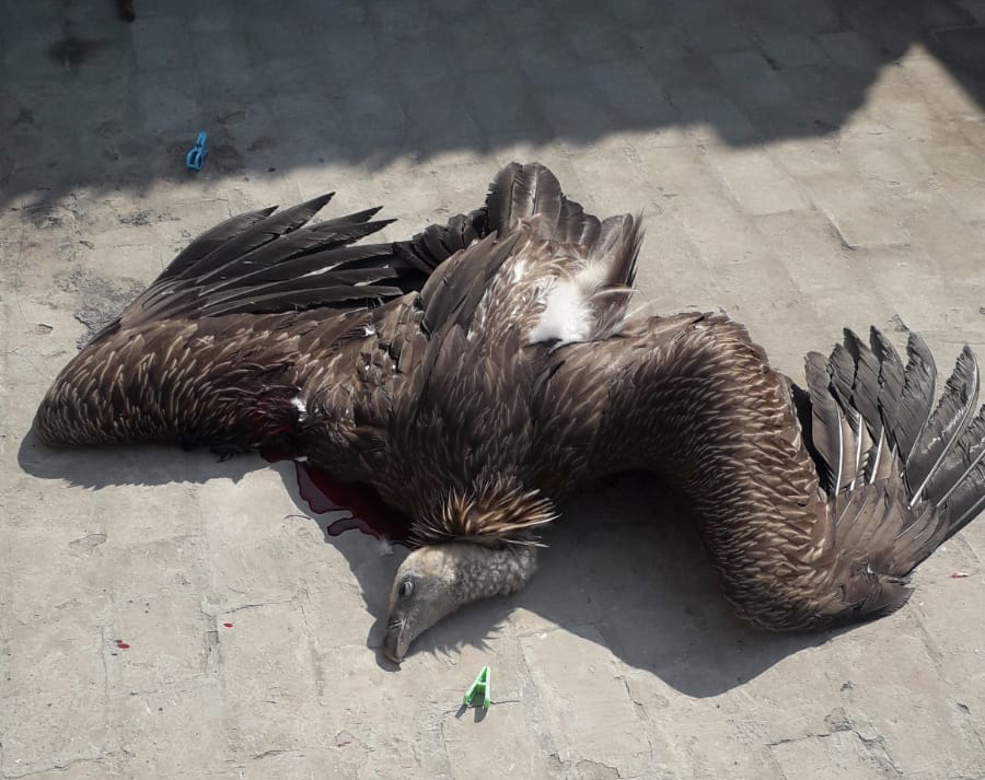 Endangered vulture falls prey to Chinese string