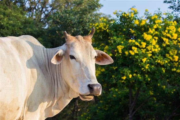 Delhi Police constable among three held for cow smuggling in Gurugram